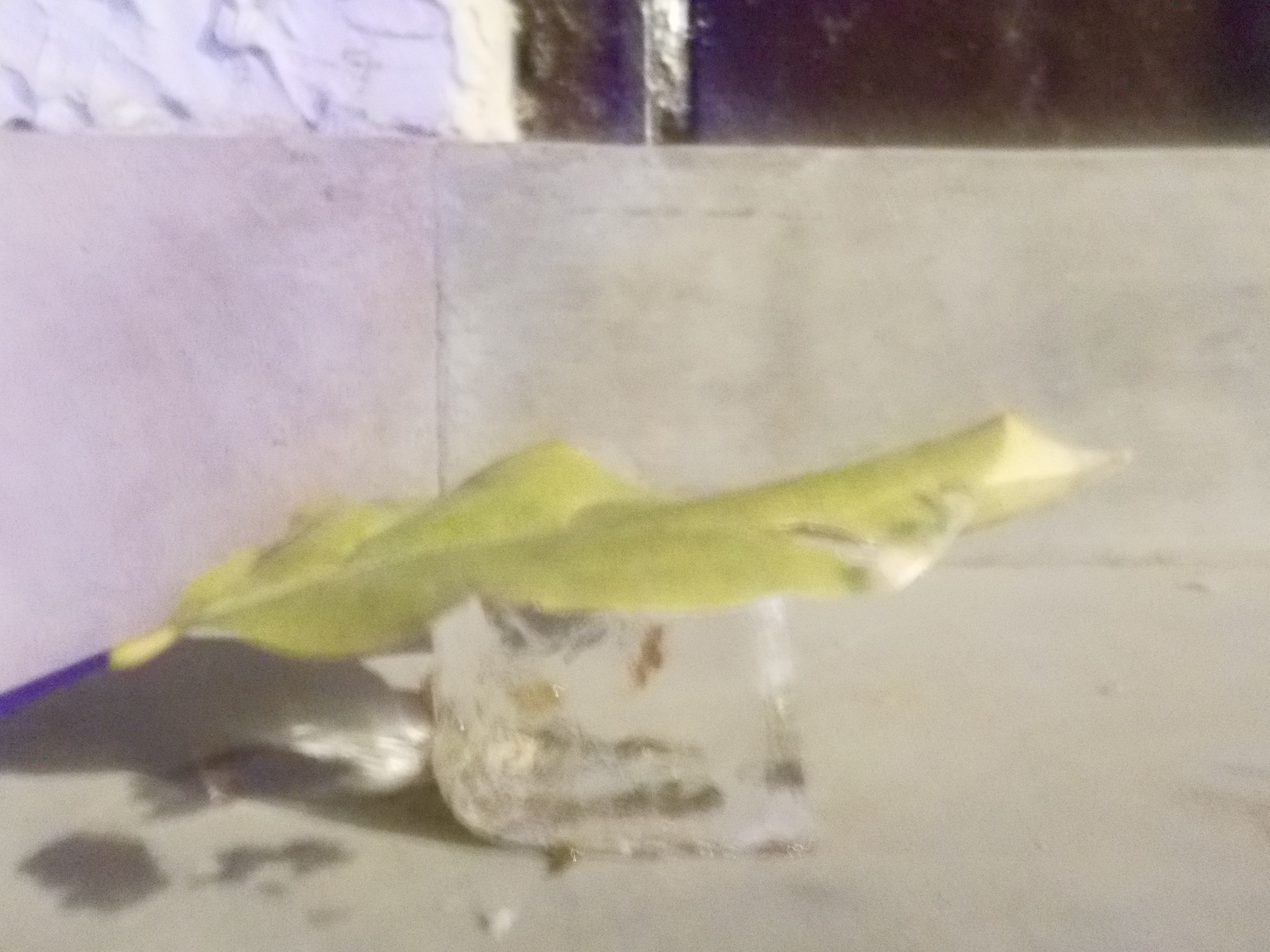 leaf on an ice cube